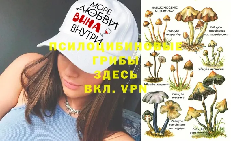 цены наркотик  гидра как зайти  Галлюциногенные грибы MAGIC MUSHROOMS  Задонск 